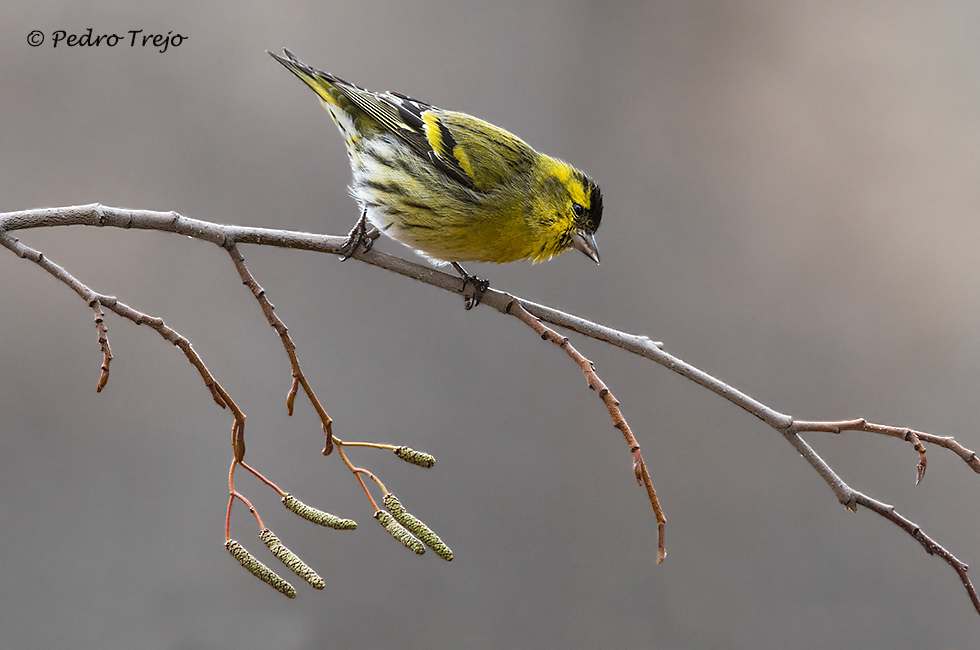 Lugano (Carduelis spinus)